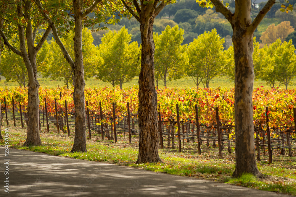 Wine country scene in Autumn