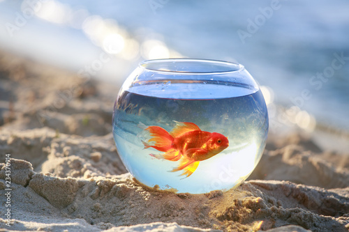 goldfish in bowl
fish float in an aquarium
Beautiful orange goldfish
fish are released