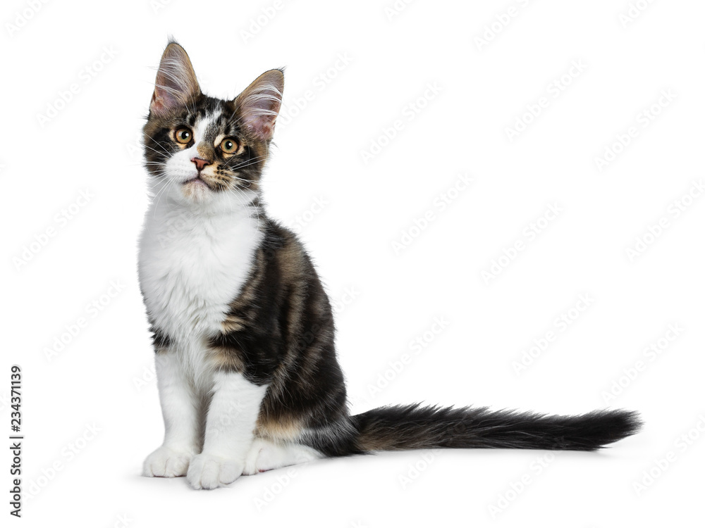 Cute black tabby with white Maine Coon cat kitten sitting side ways, looking at up. Isolated on white background. Tail behind body.