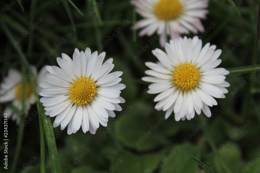 White flowers in the garden White flowers in the garden