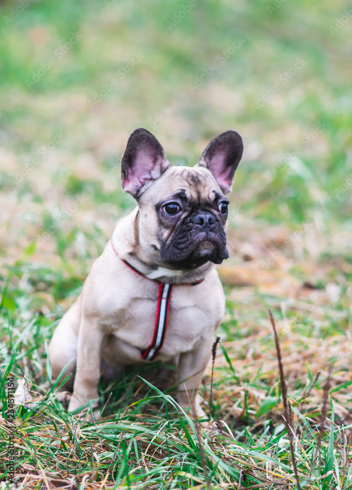Portrait of Beautiful Puppy French Bulldog Little Dog Sitting Park Autumn Concept Seasonal Portrait of Beautiful Puppy French Bulldog Little Dog Sitting Park Autumn Concept Seasonal