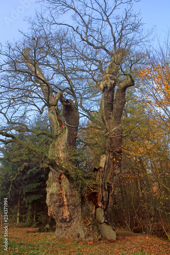 alte eiche von borlinghausen photo