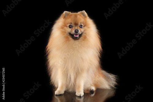 Portrait of a young German Spitz dog on black background © VitCOM