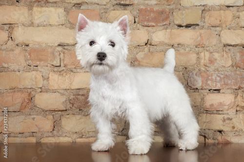 Happy West Highland White Terrier puppy against a brick wall