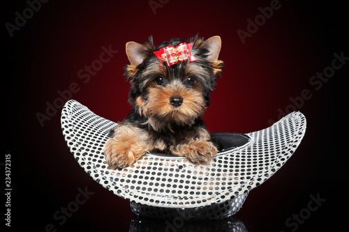 Yorkshire terrier puppy in hat