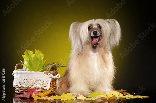 Chinese Crested Dog photo