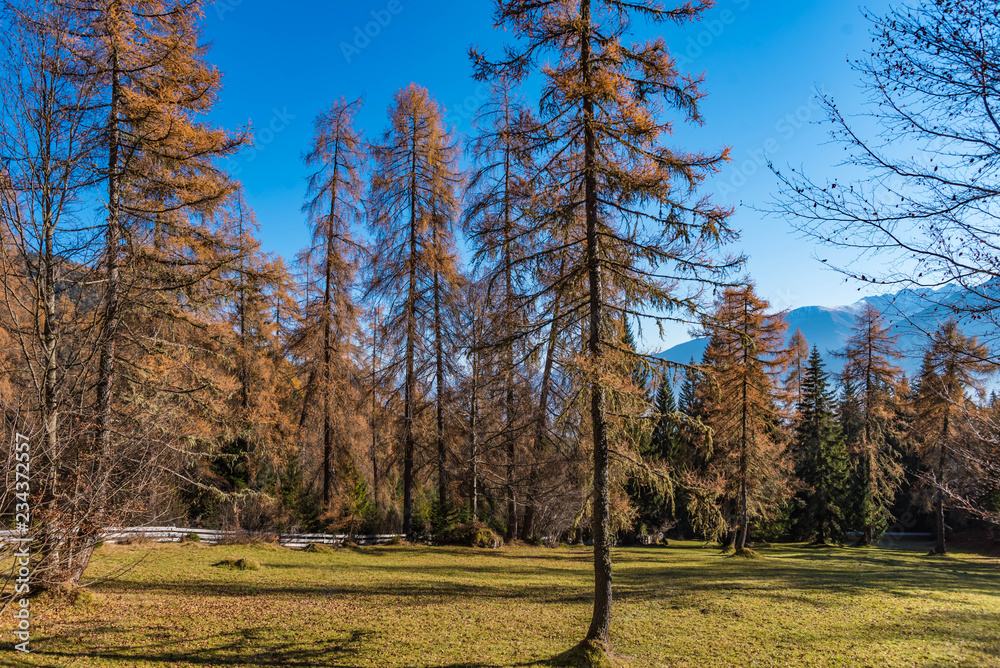 Fototapeta premium Herbstlicher Lärchenwald 
