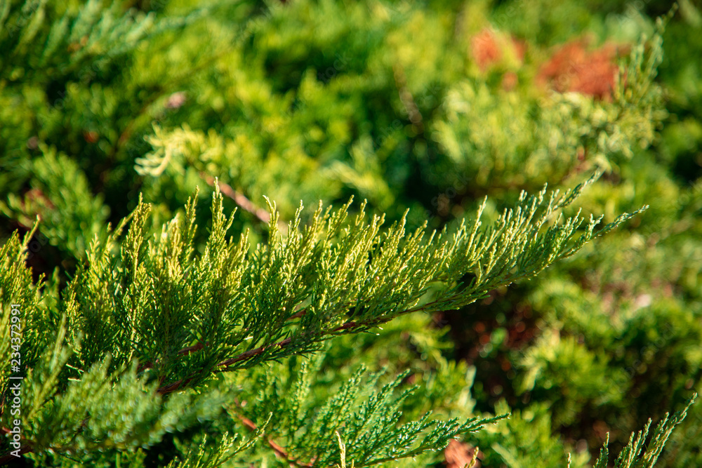 fern branch