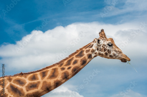 Giraffe with blue sky background © Goiti