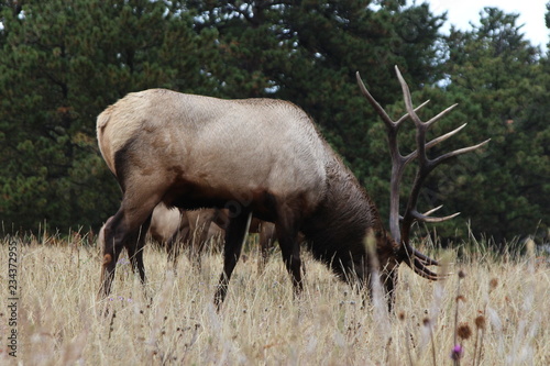 bull elk in yellowstone national park