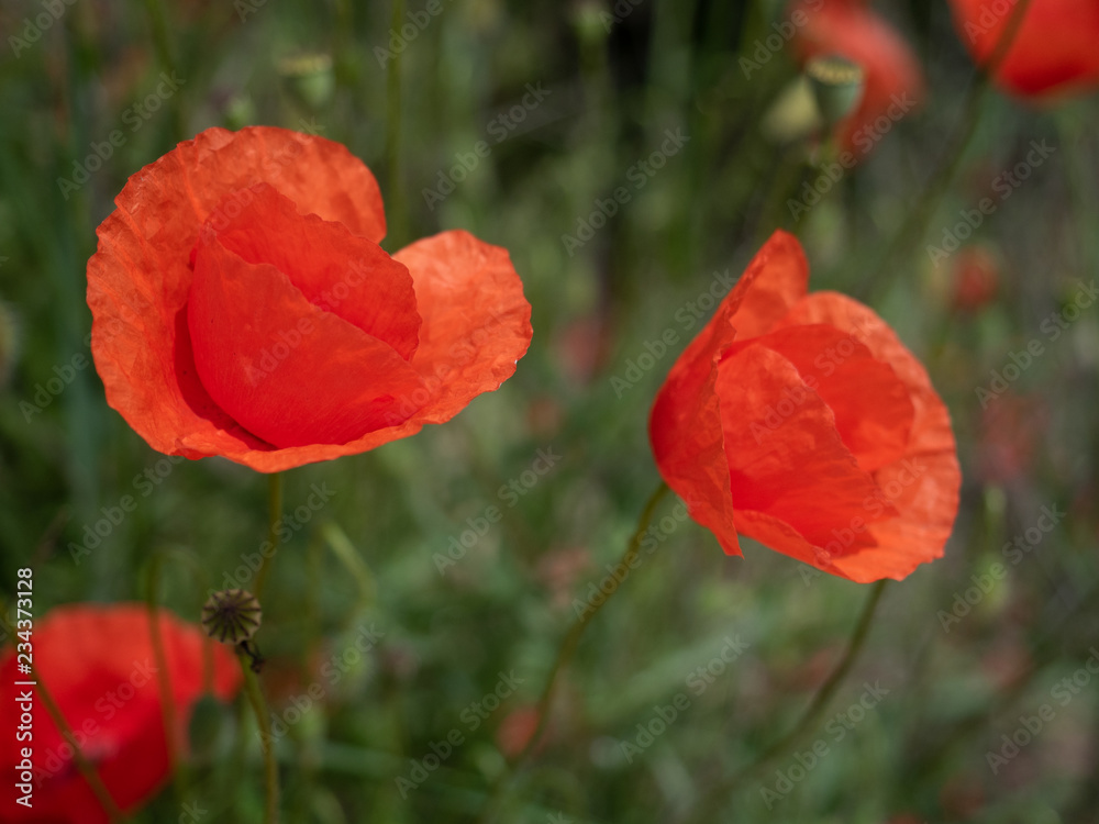 Fototapeta premium Field of red corny poppy flowers (Papaver Rhoeas) in spring
