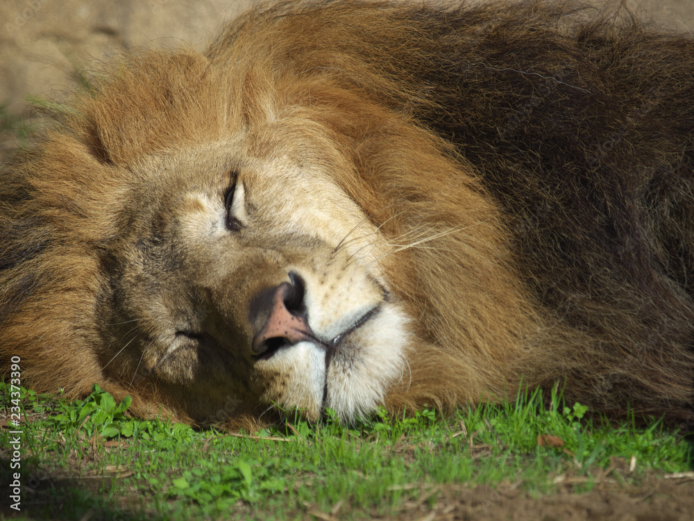 Naklejka premium みんなの動物たち