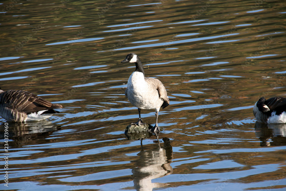 L'oiseau et la pierre