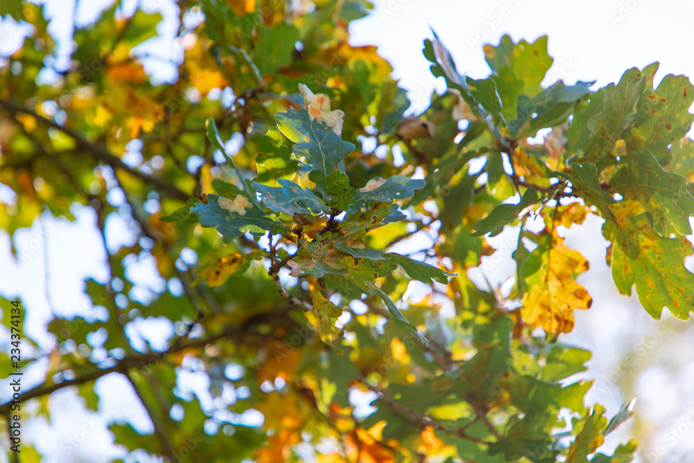 oak branch oak branch