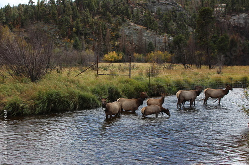 herd of elk © Mike