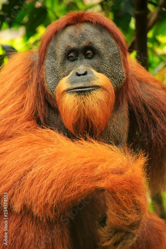 Portrait of male Sumatran orangutan in Gunung Leuser National Park, Sumatra, Indonesia