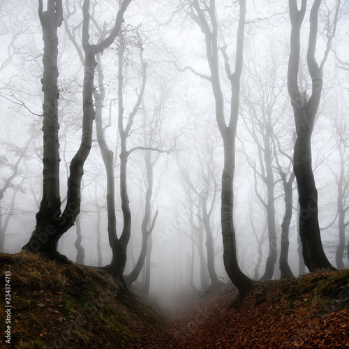 Haunted Forest, Sunken Lane through of Spooky Trees in Thick Fog