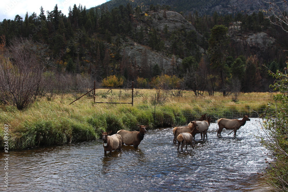 herd of elk