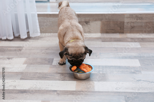Cute little pug eating organic food from bowl at home