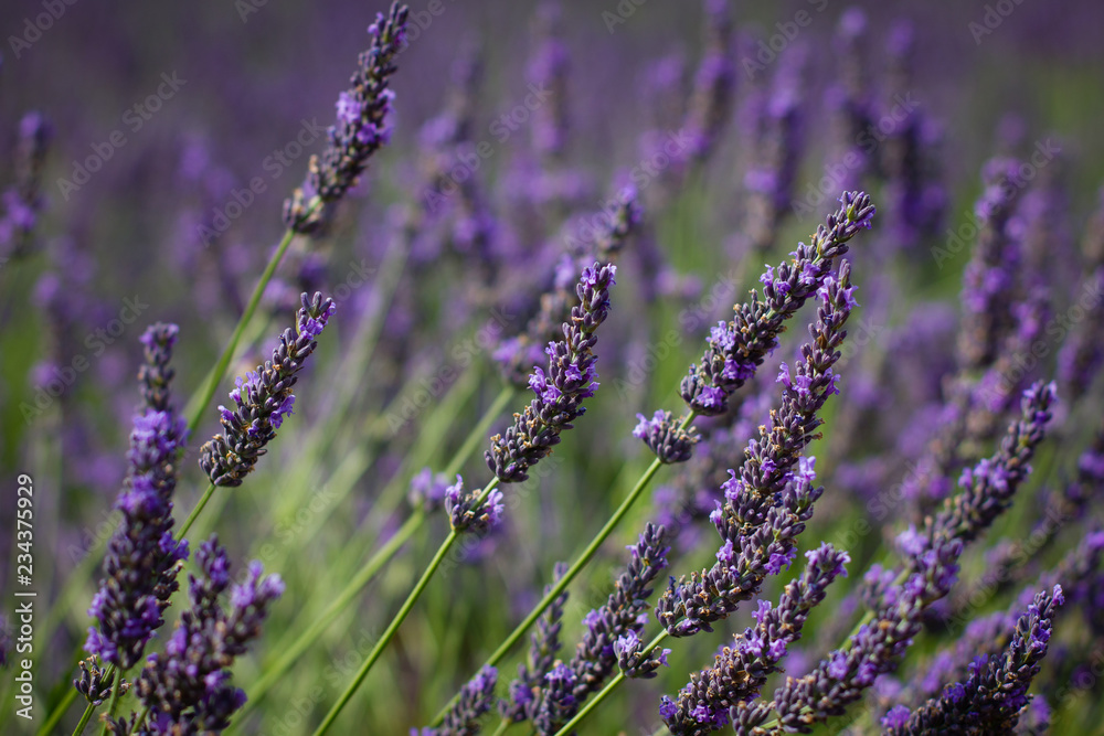 Obraz premium Plantação de lavanda (Lavandula sp) na região da Provença, na França.