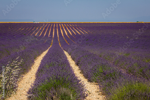 Plantação de lavanda (Lavandula sp) na região da Provença, na França.