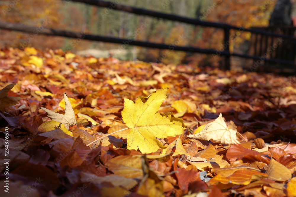 Ground covered with fallen leaves on sunny autumn day