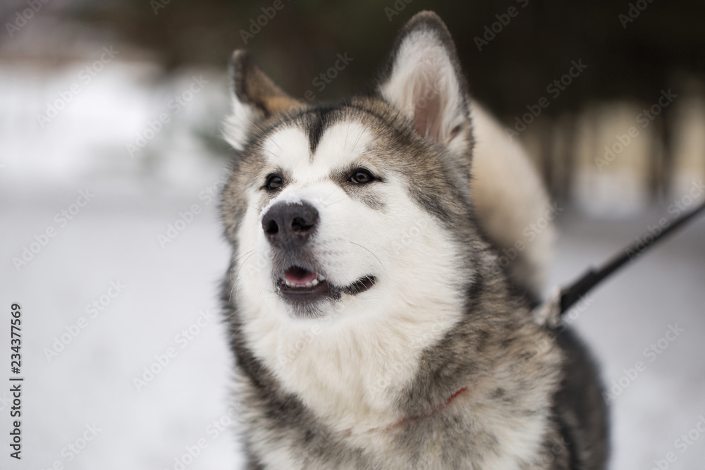 Dog Siberian husky in the winter in the woods.