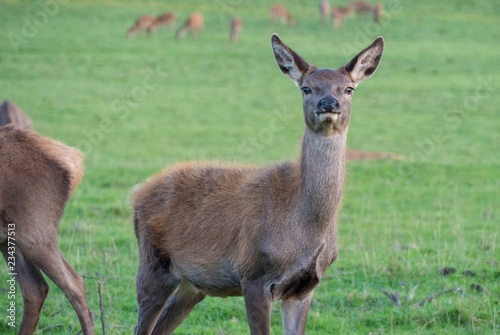 Portrait of a curious Deer