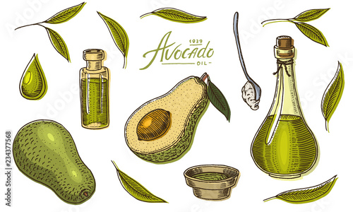 Tropical avocado. Set of evergreen fruit plant. Organic oil in the bottle. leaves and branches, leaf and half seeds. Isolated Vector hand drawn. Vintage template for design. Engraved monochrome sketch