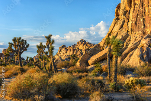 Joshua Trees grow against a backdrop of a small hill in the desert of Joshua Tree National Park in Twentynine Palms, CA at sunset.
