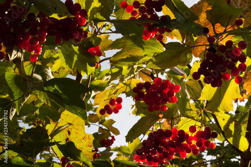 Red fruits of Viburnum opulus.