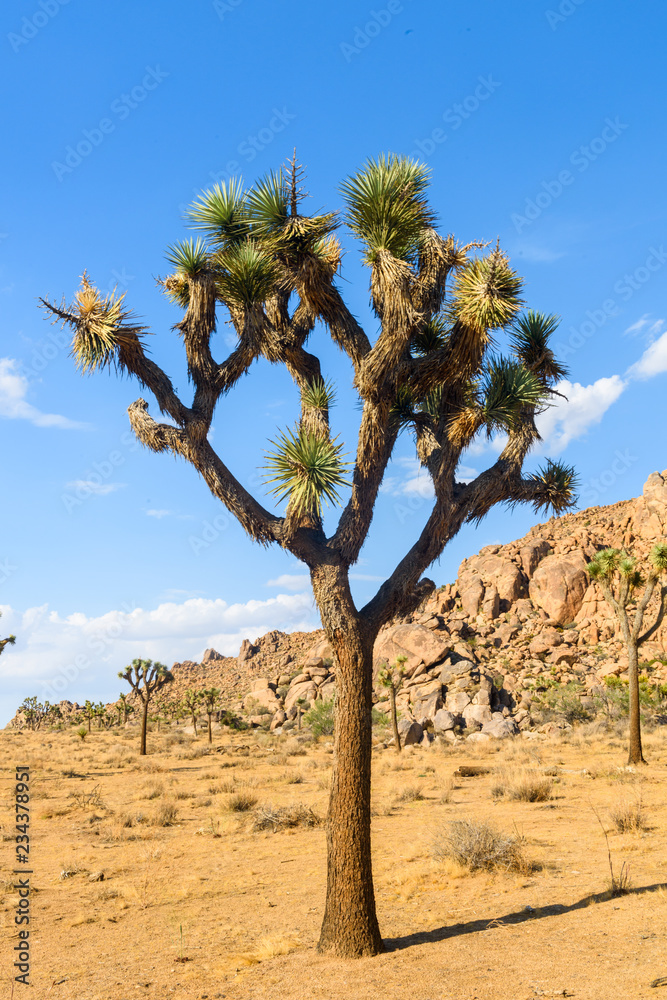 A Joshua Tree grows against a backdrop of a small hill in the desert of Joshua Tree National Park in Twentynine Palms, CA.