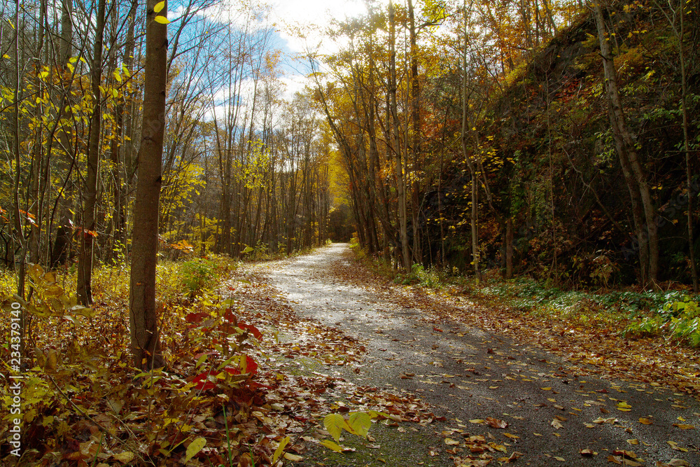 Back Country Road Through Appalachian Forest During Autumn