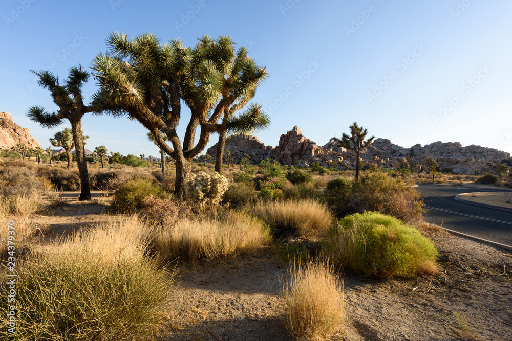 A Joshua Tree grows against a backdrop of a small hill in the desert of Joshua Tree National Park in Twentynine Palms, CA. A Joshua Tree grows against a backdrop of a small hill in the desert of Joshua Tree National Park in Twentynine Palms, CA.