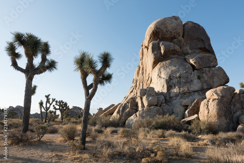 A Joshua Tree grows against a backdrop of a small hill in the desert of Joshua Tree National Park in Twentynine Palms, CA.