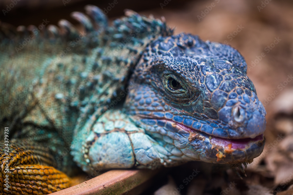 The blue iguana The blue iguana