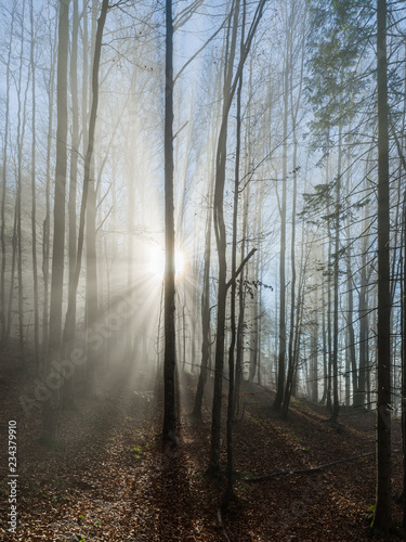 Mysterious Forest  Sun shining through fog with beautiful light rays