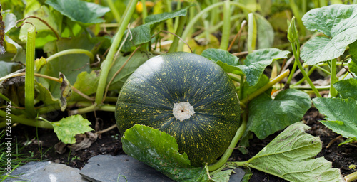 Buttercup squash - green sweet pumpkin in the garden, farm. photo