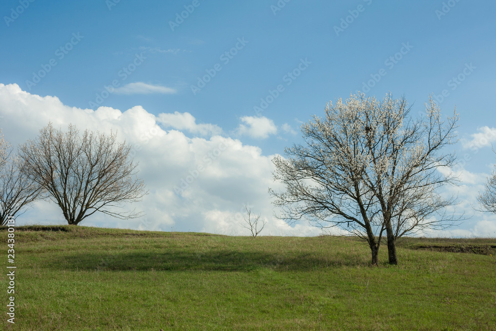 Spring landscape green grass blossom tree