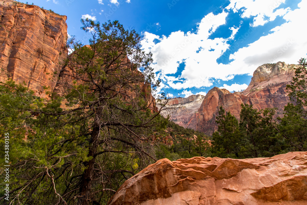Fototapeta premium Sequoia National Park