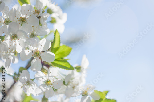 Branch of flowering tree springtime