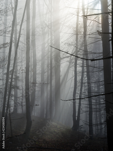 Mysterious Forest  Sun shining through fog with beautiful light rays