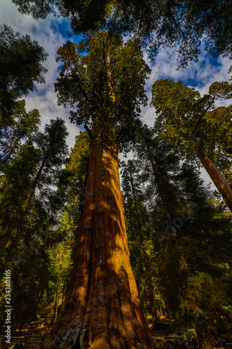 Sequoia National Park © Francisco