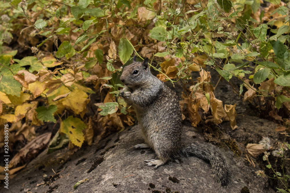 Naklejka premium Squirrel on Yosemite National Park