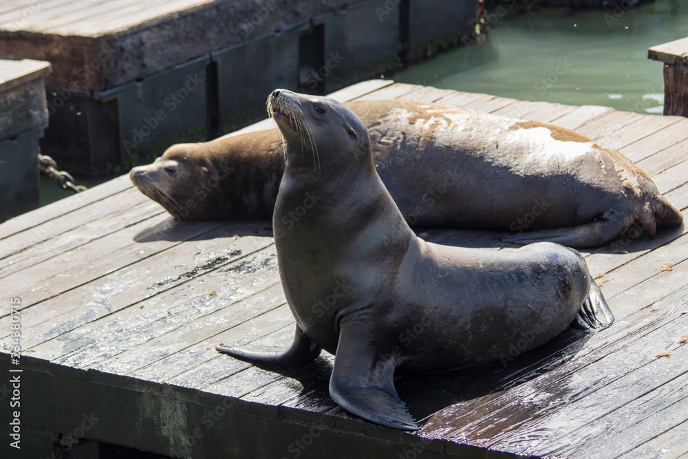 Fototapeta premium Sea lion on the pier
