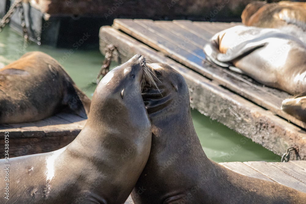Fototapeta premium Sea lion on the pier