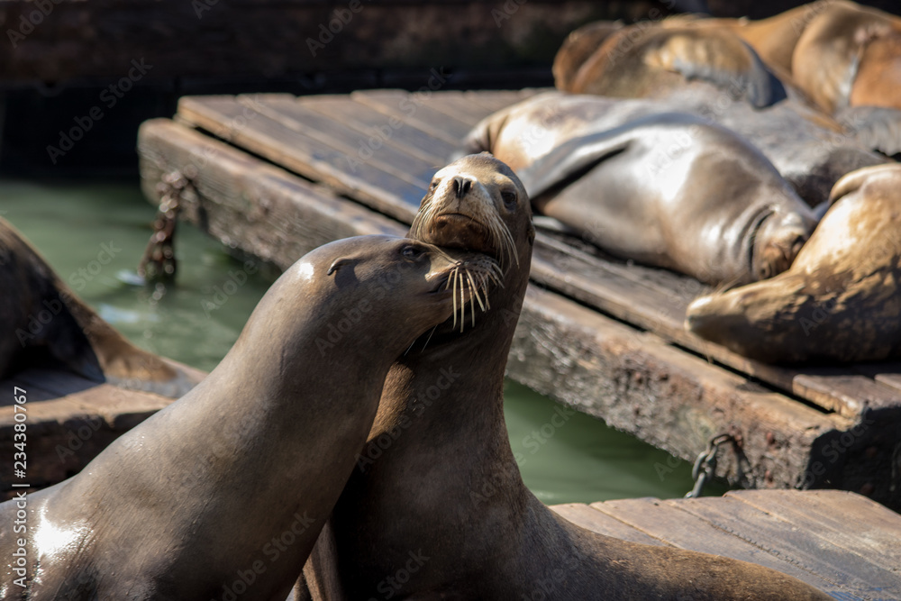 Fototapeta premium Sea lion on the pier