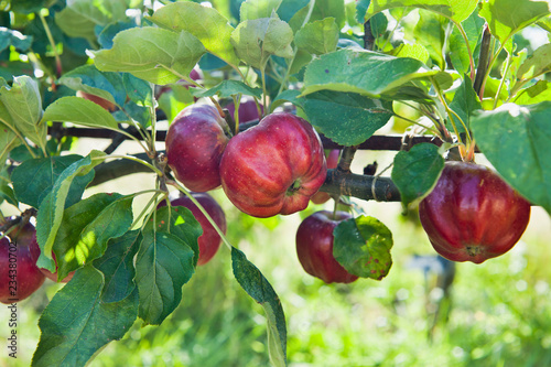 Bloody Ploughman red apple on the tree in the orchard.