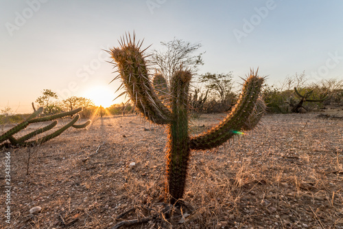 Landscape of the Caatinga in Brazil. Cactus at sunset photo