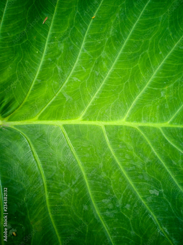 Fototapeta Zielony liść z wzorem i odrobiną słonecznego światła.